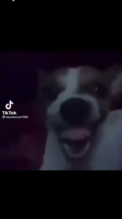 anjing ketawa