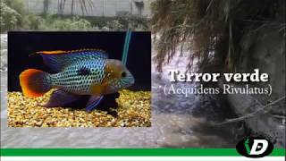 Ventanilla - Peces Del Río Chillón - Terror Verde