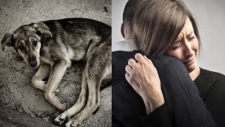 БЕДНАЯ СОБАКА ПОТЕРЯЛАСЬ ПОСЛЕ ДРАКИ НО СМОГЛА НАЙТИ ДОРОГУ ДОМОЙ И ВЕРНУТЬСЯ К ХОЗЯЕВАМ БЕДНАЯ СОБАКА ПОТЕРЯЛАСЬ ПОСЛЕ ДРАКИ НО СМОГЛА НАЙТИ ДОРОГУ ДОМОЙ И ВЕРНУТЬСЯ К ХОЗЯЕВАМ