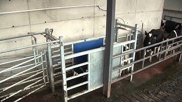Dairymaster AutoDrafting/Sorting System