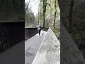 Forest Park Portland #travel