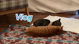 [Vlog] 가평 숲속의정원 글램핑 | 고양이들과 함께 | 영하15도 | 겨울글램핑 | 불멍 | 노티드케이크 | 최선의하루 BESTday