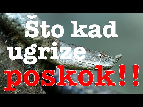 Video: Kako Razlikovati Poskoka