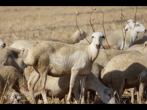 Qurban bayramında ən çox alınan cins qaradolaq olub