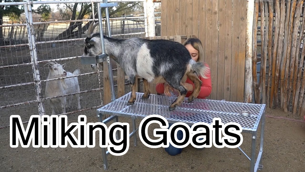 Milking Nigerian Dwarf Goats 