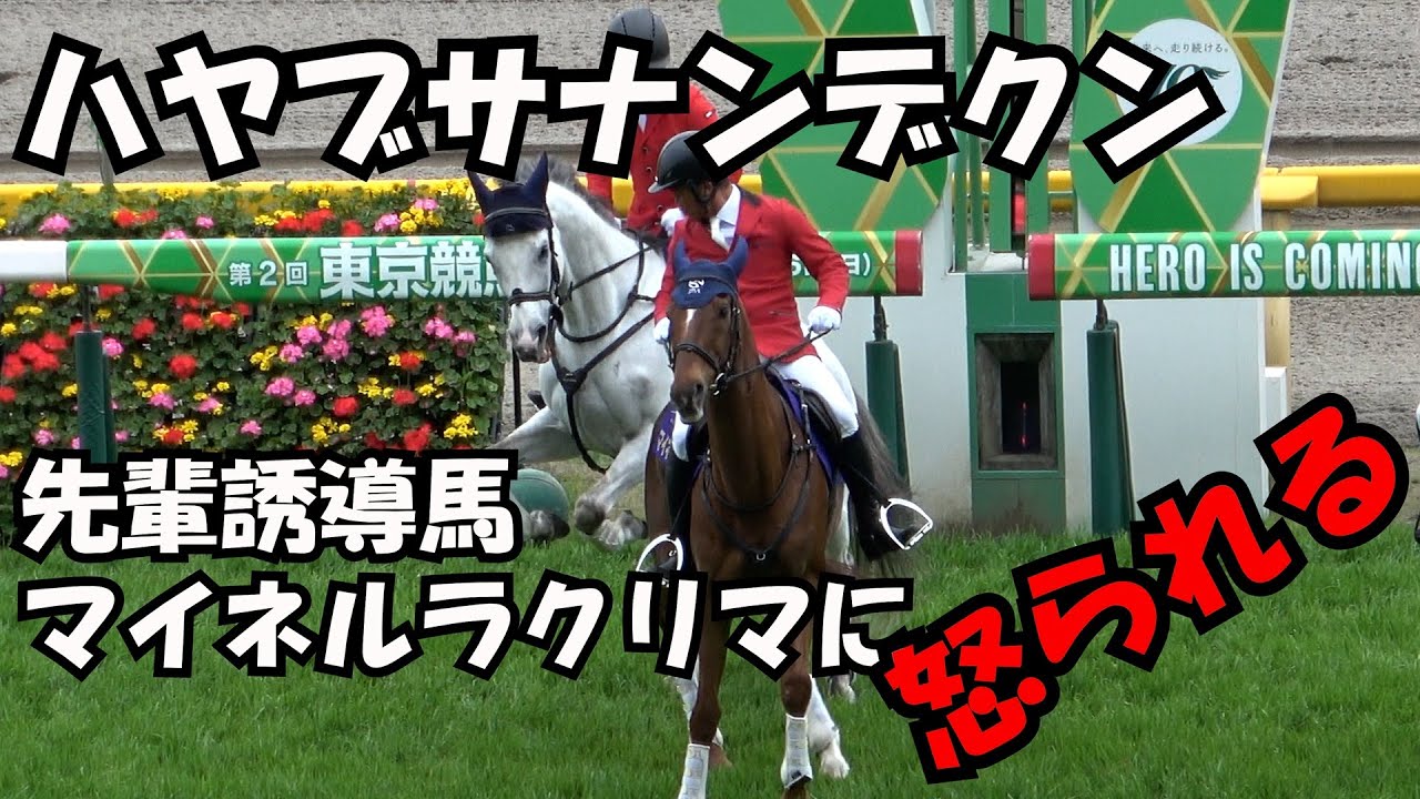 【誘導馬】ハヤブサナンデクン 先輩のマイネルラクリマに怒られる⁉ 現地映像