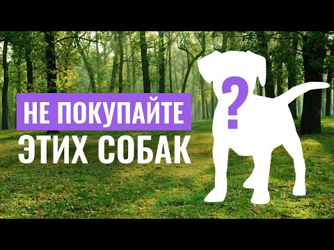 Видео: Какие собаки брахицефалы?