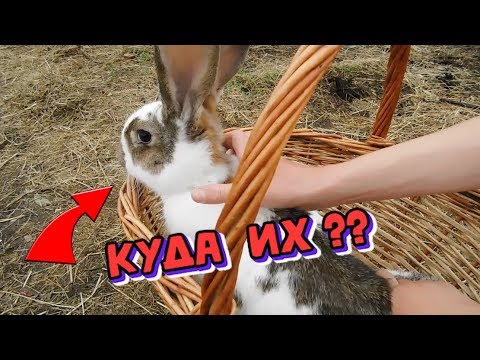 КУДА ИХ ТЕПЕРЬ? НОВЫЙ ДОМ ДЛЯ КРОЛИКОВ🏠🐇КЛЕТКИ И УЛИЧНОЕ СОДЕРЖАНИЕ ...