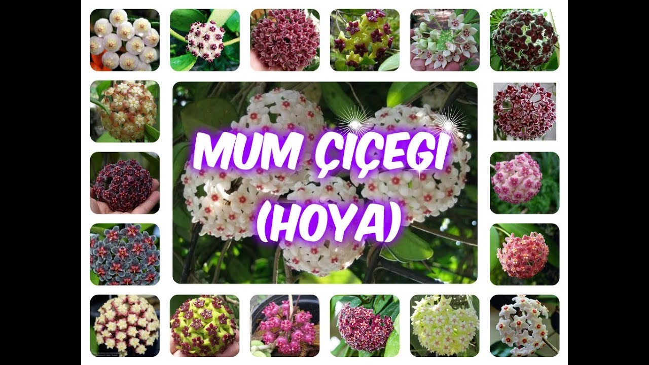 MUM ÇİÇEĞİ BAKIMI & ÇİÇEK AÇTIRILMASI & ÇOĞALTILMASI(HOYA)