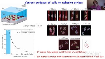 Maintaining order amongst disorder: fluctuations in the life of a cell
