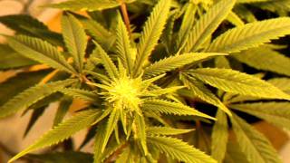 Flowering week ? 600 hps medical grow