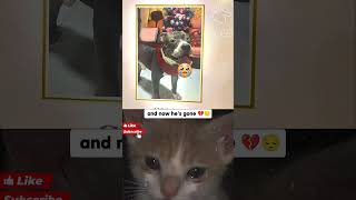 The dog's last happy moment #cat #dog #animals #sad #shorts