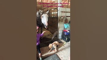 Thumbnail of Give me give me more, carrots!!! (Said the horse & golden retriever puppy)