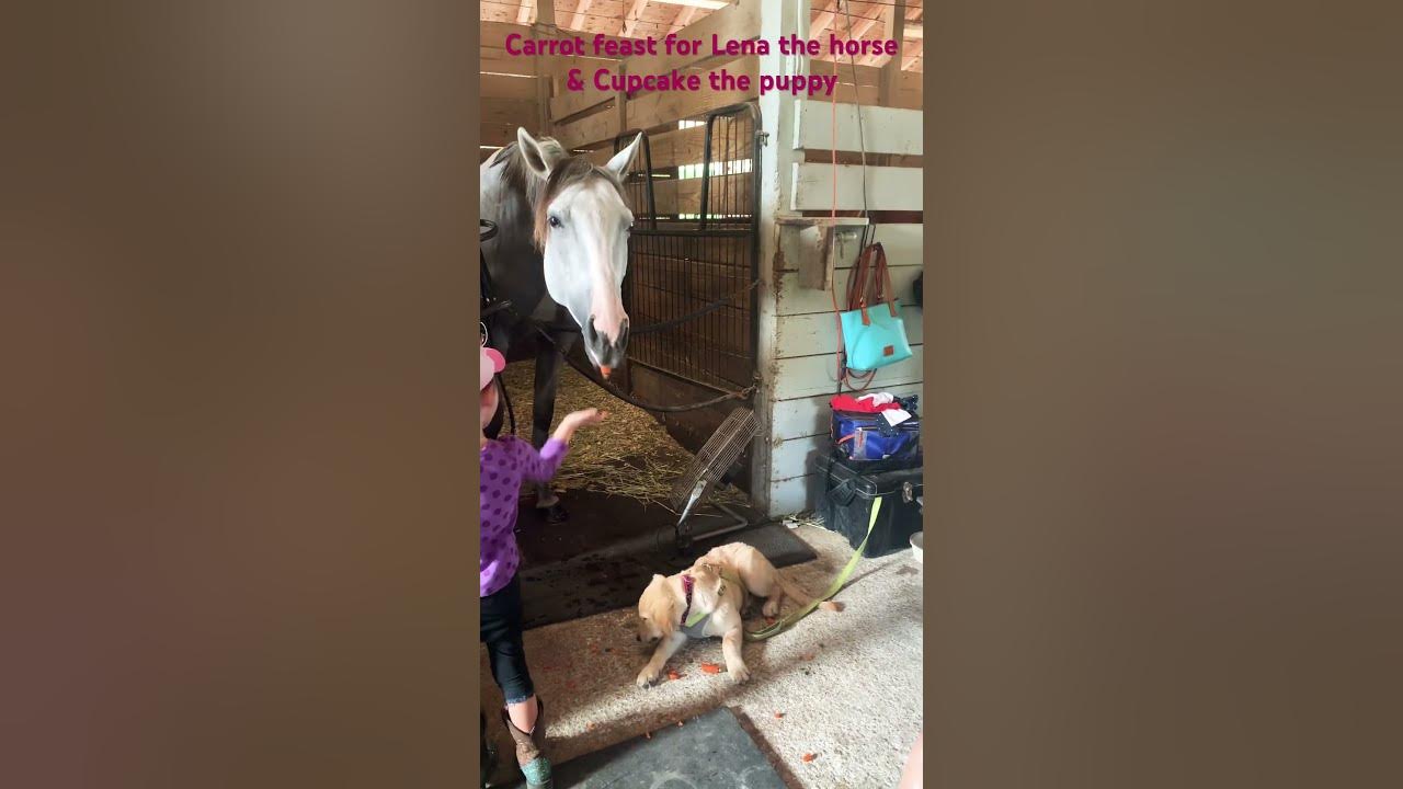 Give me give me more, carrots!!! (Said the horse & golden retriever puppy)