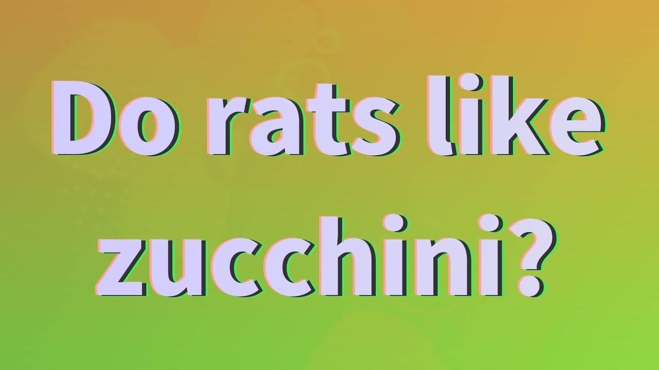 Do rats like zucchini? YouTube