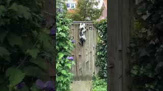 Cats VS Catproof Garden System❗