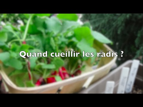 Vidéo: Récolte des radis – Apprenez quand cueillir les radis