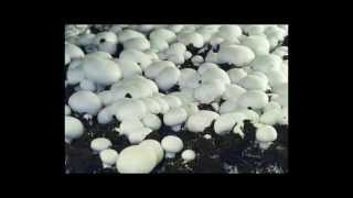 Mushrooms growing at Waitrose Farm
