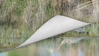 Ardea purpurea. Purple heron. Complejo intermareal Umia - O Grove