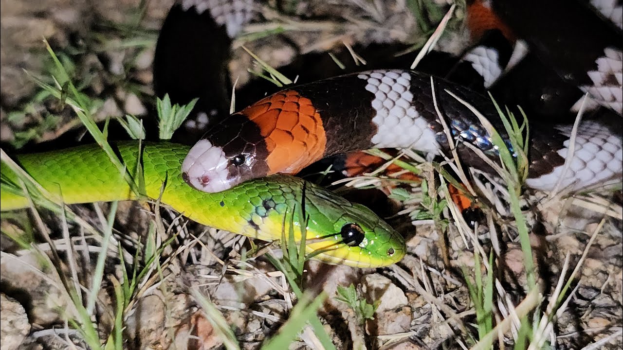 A inofensiva COBRA VERDE topa de frente com o seu pior PREDADOR!