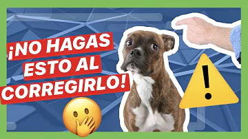 ¿Debo ignorar a mi perro cuando hace algo mal?