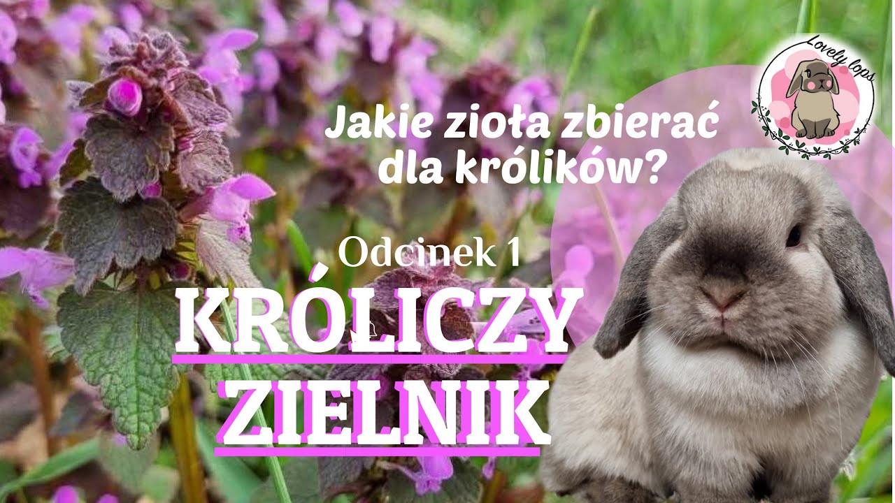 ODC. 4: ZIELNIK KRÓLIKÓW - Jakie zioła zbierać dla królików? Czy królik może jeść trawę? #lovelylops