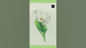 How to draw Calla Lily || easy flower drawing || how to draw flowers #callalily #msoshan #shorts