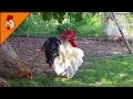 Top 10 Best Rooster Crowing Sound Effects Compilation Plus Funny Chicken Noises Rooster Noises Top 10 Best Rooster Crowing Sound Effects Compilation Plus Funny Chicken Noises Rooster Noises