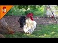 Top 10 Best Rooster Crowing Sound Effects Compilation Plus - Funny Chicken Noises - Rooster Noises