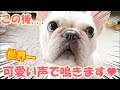 顔に似合わず乙女ボイスを連発するフレンチブルドッグ【frenchbulldog】