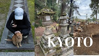 First Time in Kyoto  nara park, bowing deer, shrine cats, temples and hawks