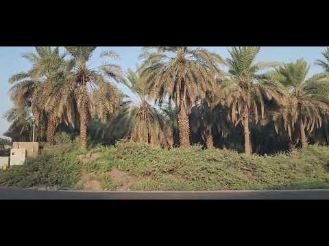 حي العصبة المدينة المنورة