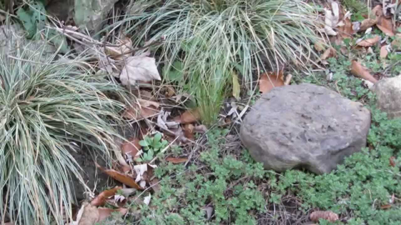 Pampas grass, Mexican feather grass, and Yuccas Zone 6 overwinter trial
