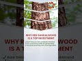 INVEST TODAY FOR BETTER TOMMOROW. Sai Properties&amp;Projects Ltd https://wa.me/919912609563