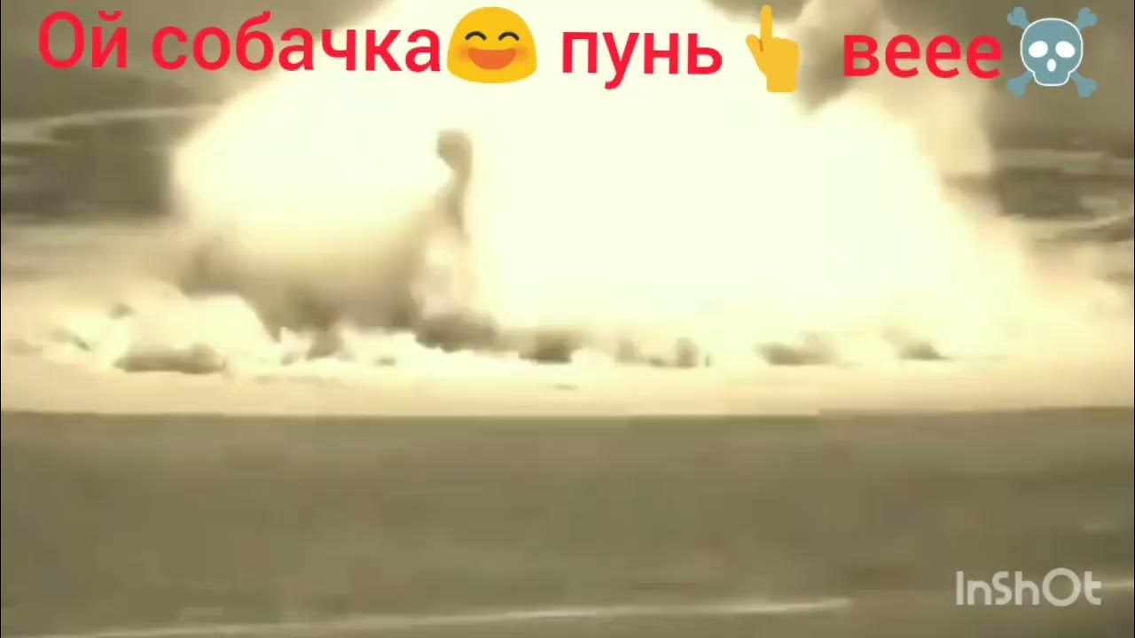 Ой ты собака. Ой ты собака. Ой ты собака. Ой ты собака. Ой ты собака.
