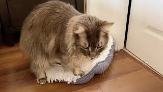 Giant Maine Coon cat's hilarious kneading session. by Born 2b Fluffy 470 views 1 month ago 1 minute, 16 seconds