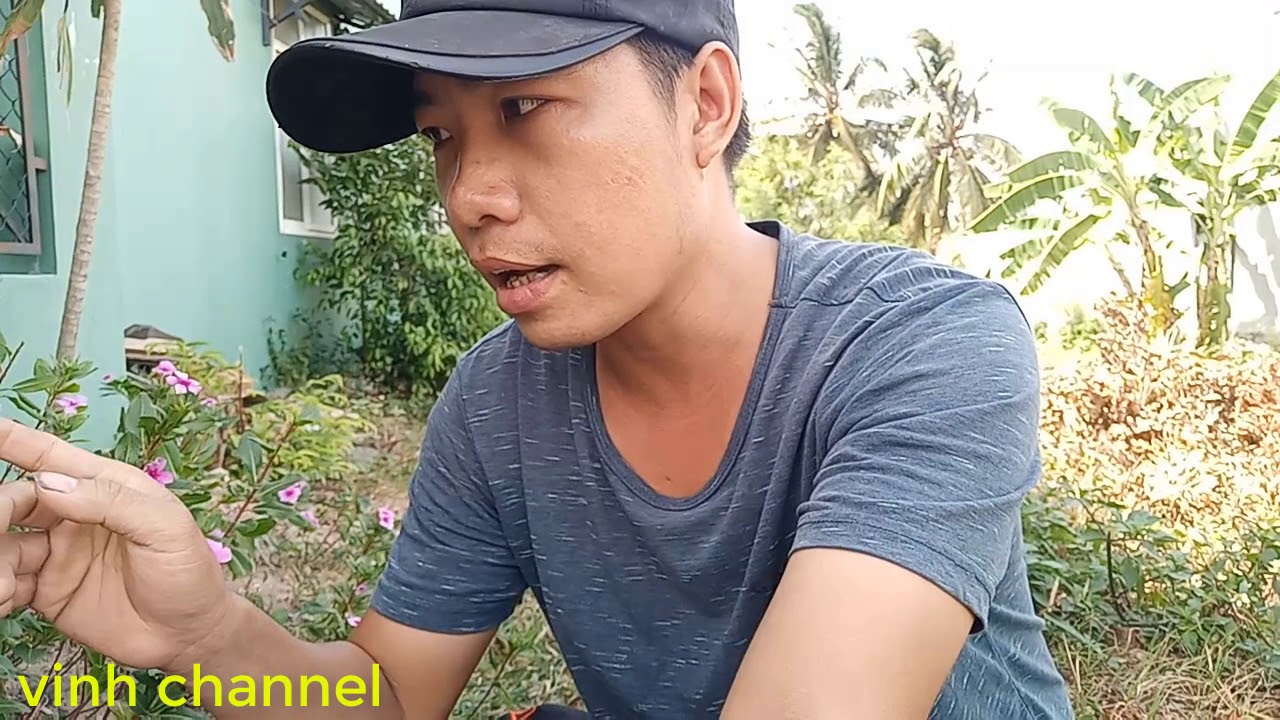 Bài thuốc trị ung thư máu, và Cao huyết áp từ loại cây dễ tìm kiếm này,, vinh chanel