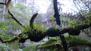 75 Minutes Rainforest & Thunder Sounds