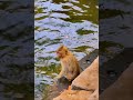 Daily wildlife monkey rainbow leo lucie libby jovi