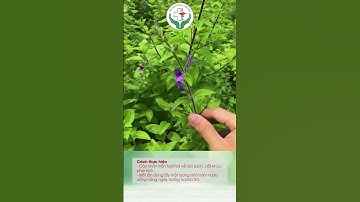 Hạ men Gan từ cây Nhân Trần