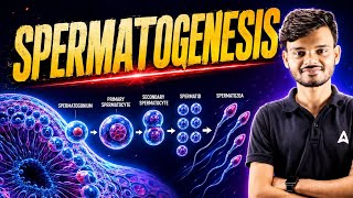Spermatogenesis || Process of Sperm formation 