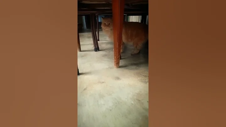 Video 11835611: persian cat kitten meowing, persian cat meow sound