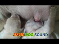 Hungry Golden Retriever Puppies to Drinking Milk - Dog ASMR Nursing