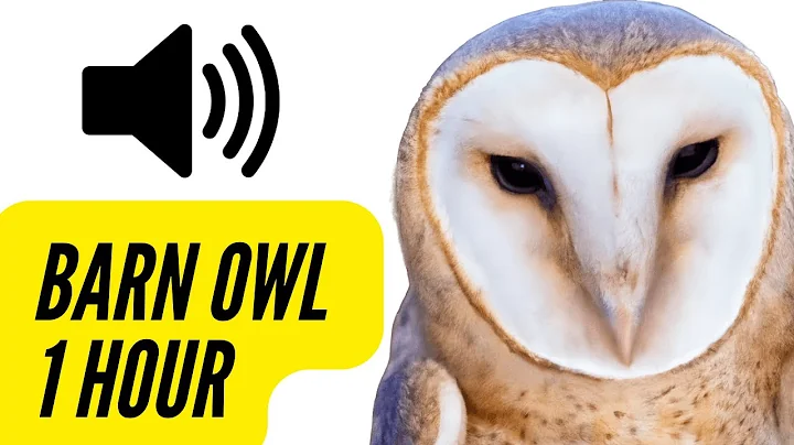 Barn Owl Sounds | 1 HOUR | CREEPY Calling Screeching Screaming 🦉 #barnowl