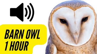 Barn Owl Sounds | 1 HOUR | CREEPY Calling Screeching Screaming  #barnowl