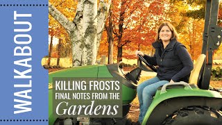 Frost Hardy Flowers: Which Annual Flowers Are Still Thriving