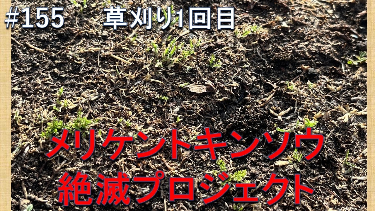 #155 メリケントキンソウ 絶滅プロジェクト草刈り１回目