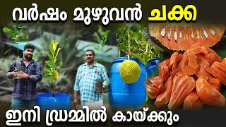 വര്‍ഷം മുഴുവന്‍ ചക്ക  ഇനി ഡ്രമ്മില്‍ കായ്ക്കും | ഡ്രമ്മിലെ ചക്കയ്ക്ക് മധുരം കൂട്ടാനുള്ള എളുപ്പ വഴി