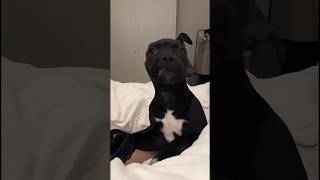 Funny dog videos 🤣🤣 episode 50 #shorts