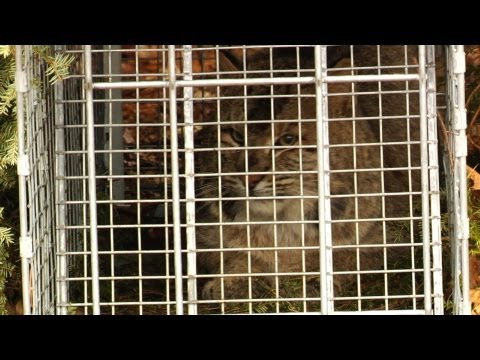 UNH Bobcat Research